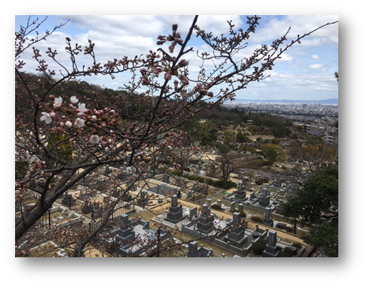 芦屋霊園　桜