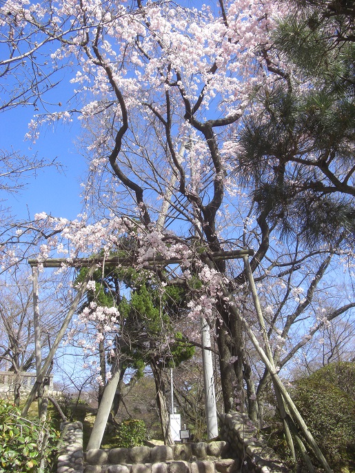 2016.3.26. 桜　越水