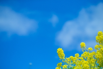青空と菜の花