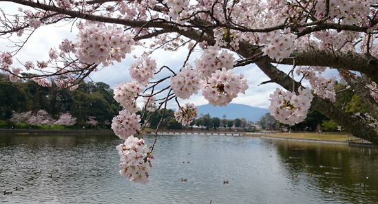 橿原神宮の桜１
