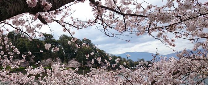 橿原神宮の桜２