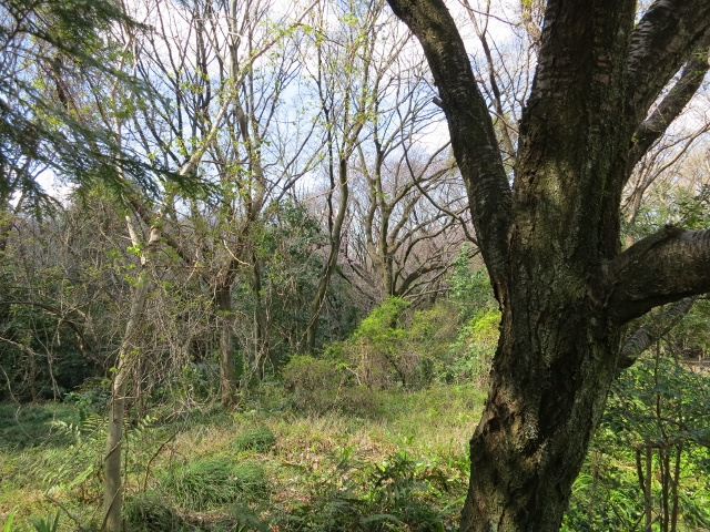 森の春IMG_1343 (640x480)