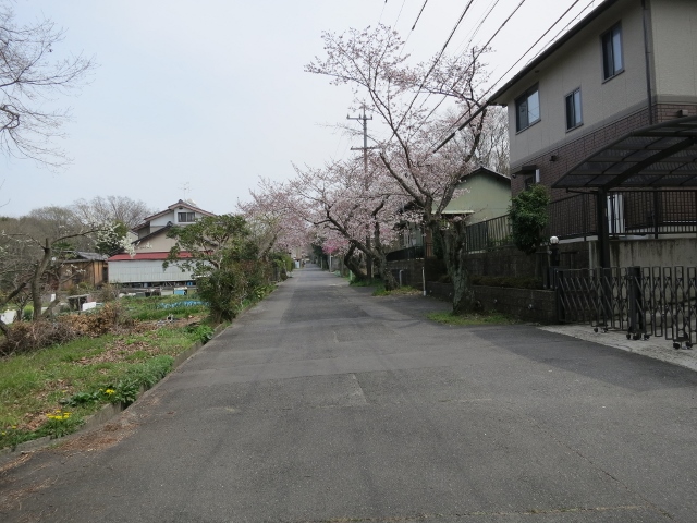 桜並木IMG_1416 (640x480)