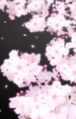 桜の変遷3