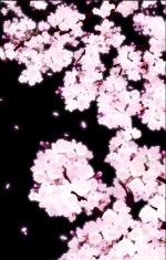 桜の変遷２