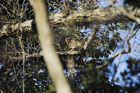 オオコノハズク木の上