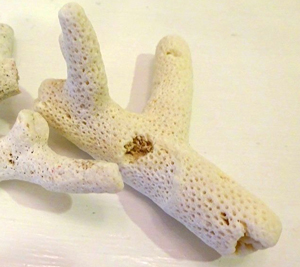 サンゴの骨