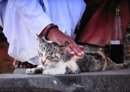 岩合光昭の世界ネコ歩き「バリ島」２
