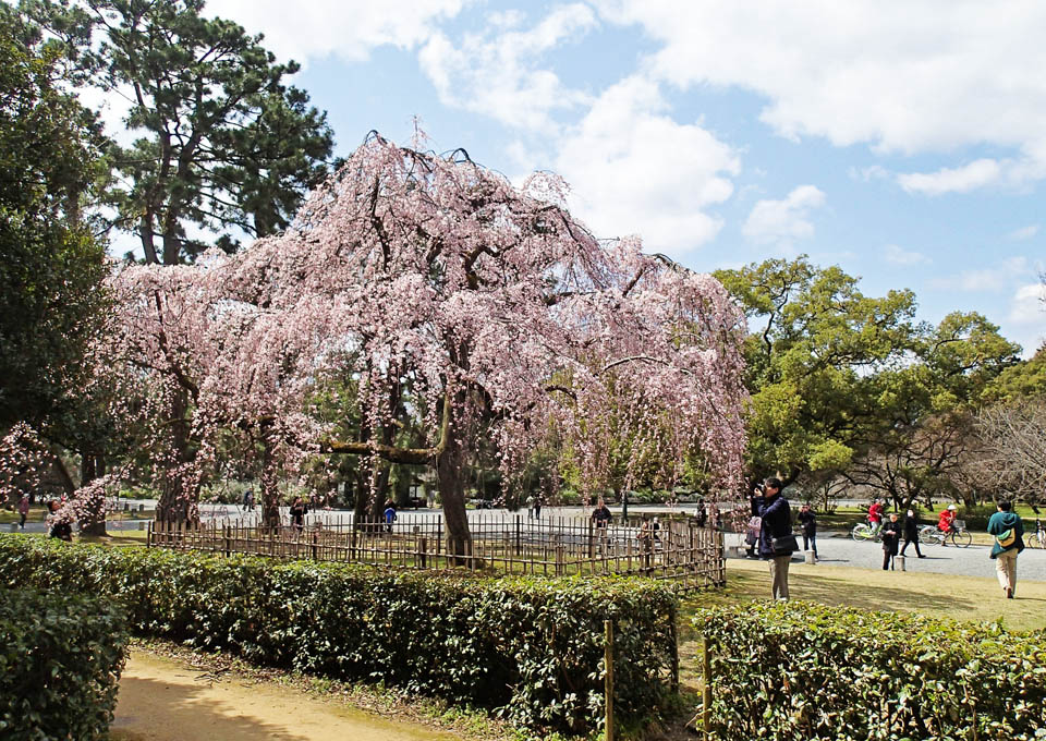 出水の枝垂桜
