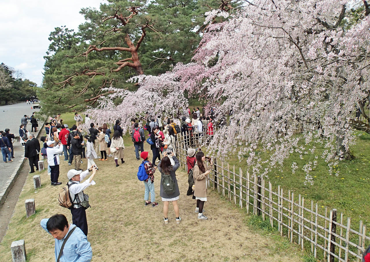 近衛邸跡の枝垂桜