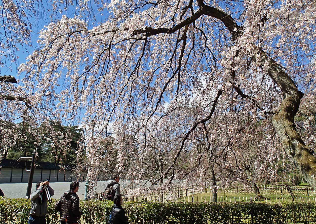 近衛邸跡入口の枝垂桜（糸桜）