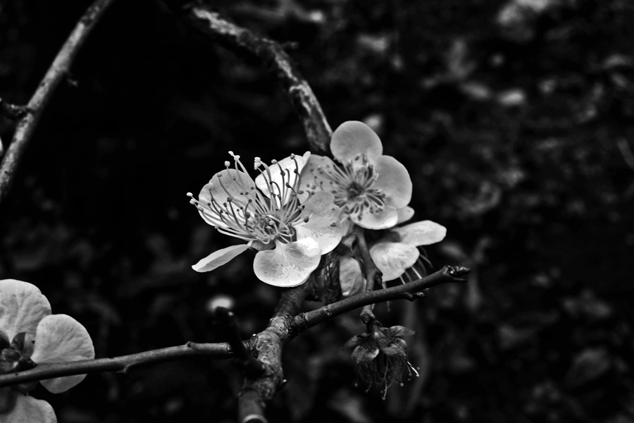 Plum blossoms small