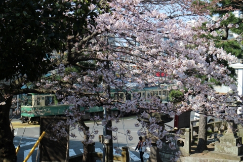 桜　龍口寺