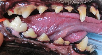 ラッキー　犬の歯石除去１