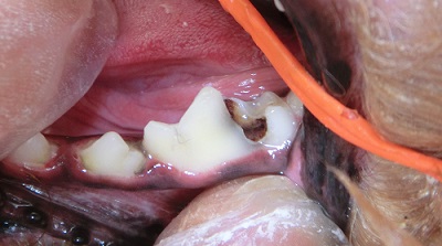 チョコちゃん　犬の歯石除去６