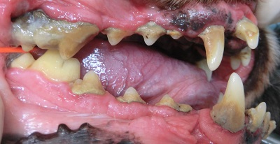 アリス　犬の歯石除去１