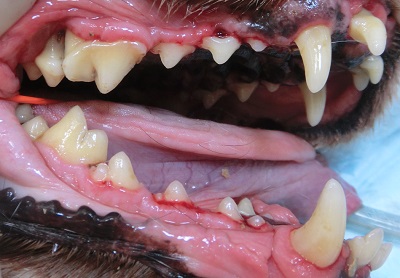 アリス　犬の歯石除去３