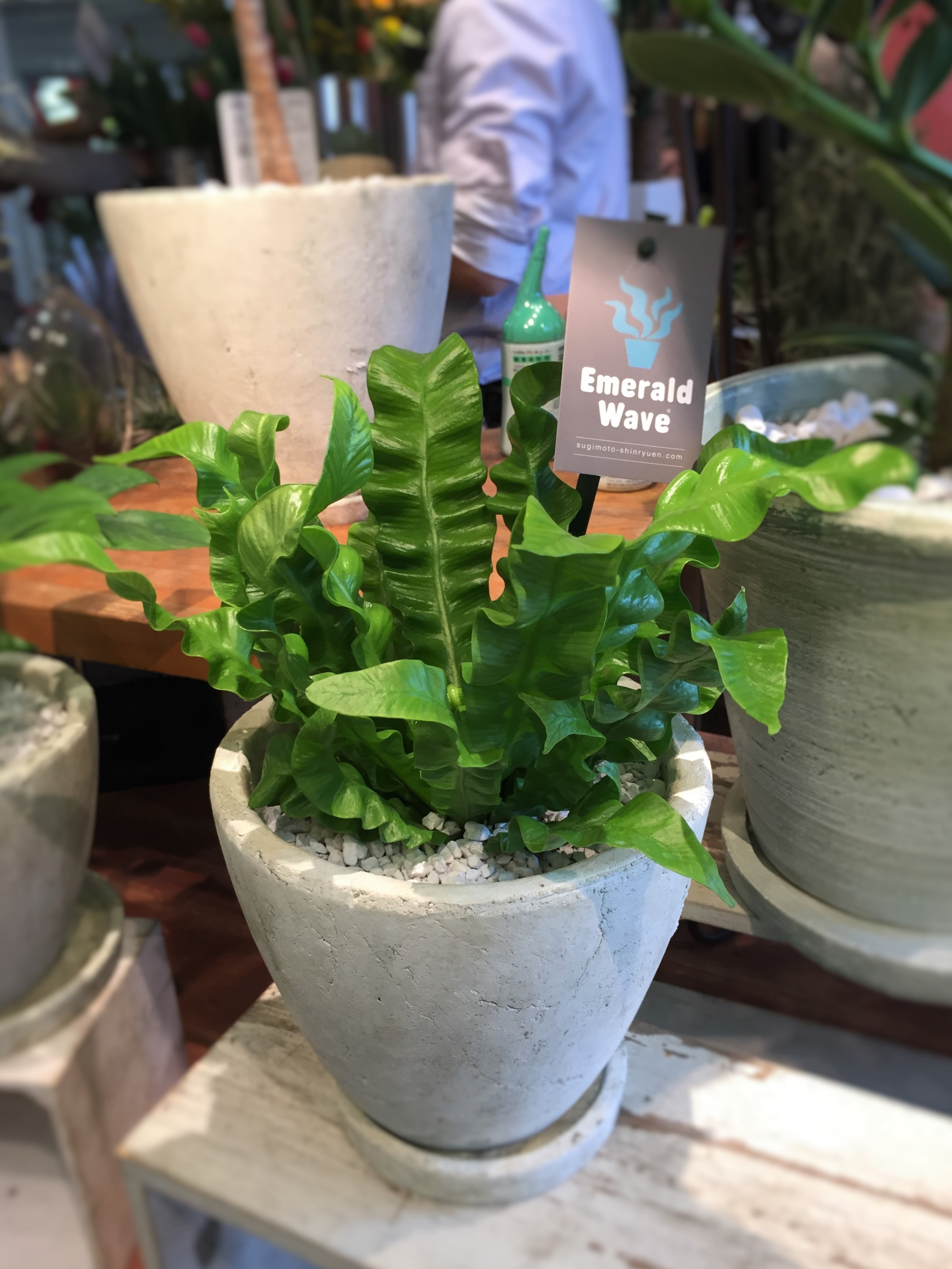 コノカ茨木店ブログ 春の観葉植物フェア