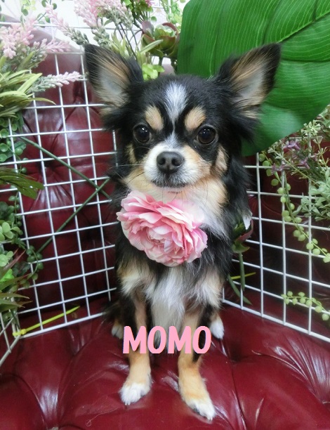 momo.jpg