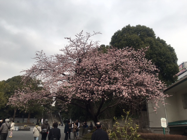 上野公園寒桜