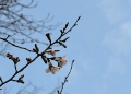 28年桜開花