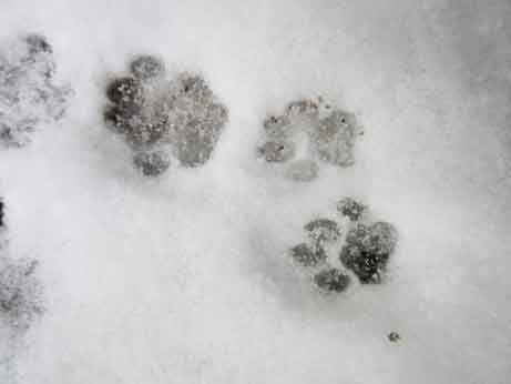 雪足跡キジ猫