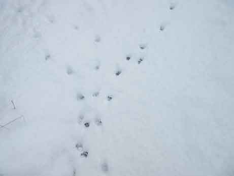 雪足跡猫たち