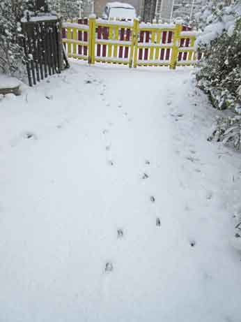 雪登園猫足跡