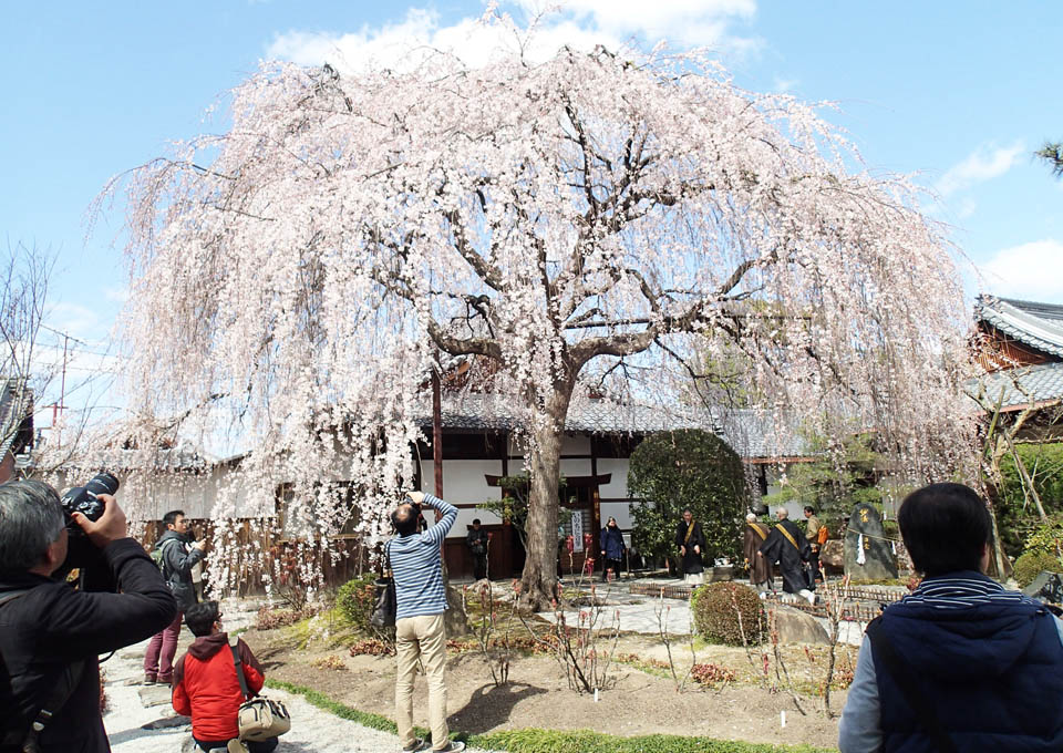 絶景の枝垂桜、2016.3.26