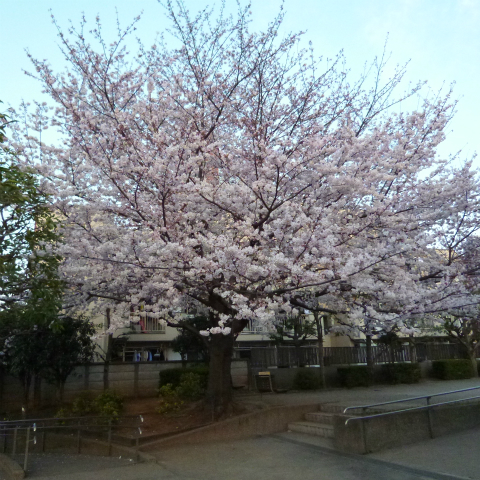 2015年3月の西太子堂公園の桜s480
