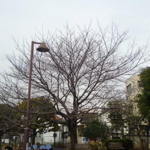 s48020160316西太子堂公園の桜 (6)