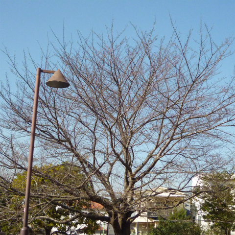 s48020160317西太子堂公園桜