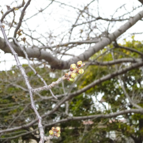 s48020130318西太子堂公園桜 (2)