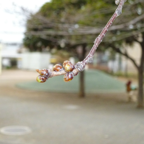 s48020130318西太子堂公園桜 (10)