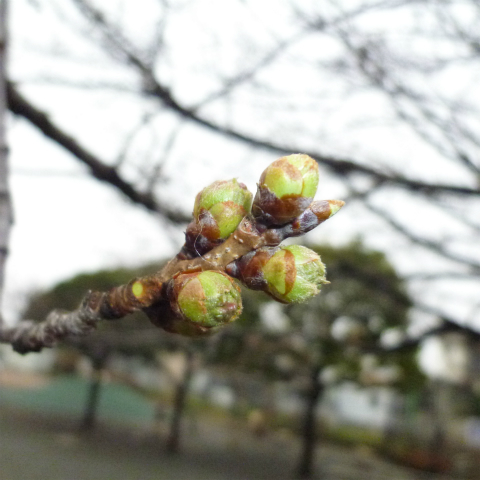 s48020160318西太子堂公園の桜 (5)