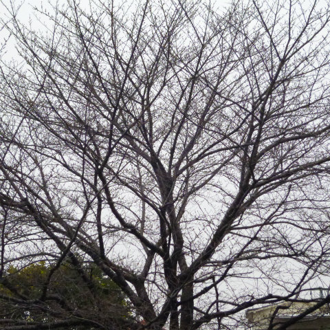s48020160318西太子堂公園の桜 (11)