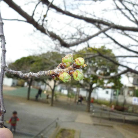 s48020160320西太子堂公園桜 (5)