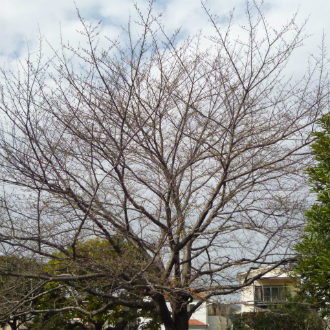 s48020160320西太子堂公園桜 (12)