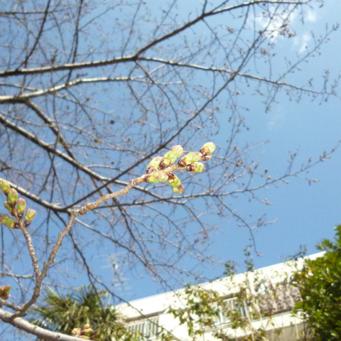 s48020160322西太子堂公園桜 (8)
