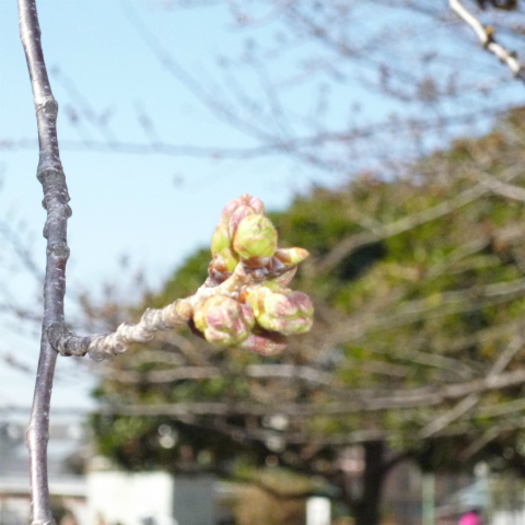 s48020160322西太子堂公園桜 (14)
