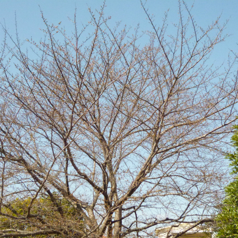 s48020160322西太子堂公園桜(20)