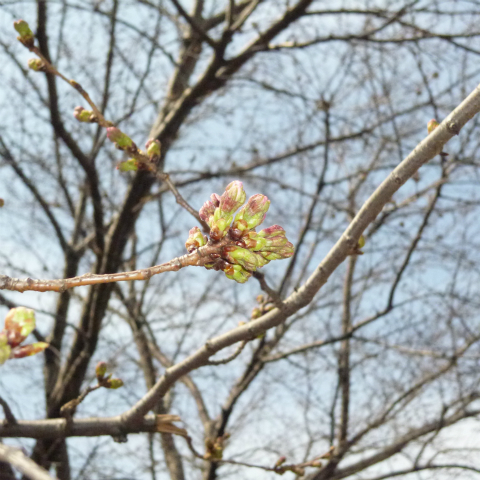 s48020160323西太子堂公園桜 (4)