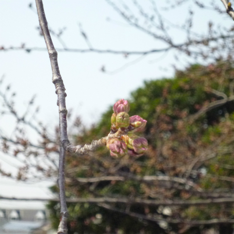 s48020160323西太子堂公園桜 (9)
