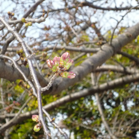 s48020160323西太子堂公園桜 (10)