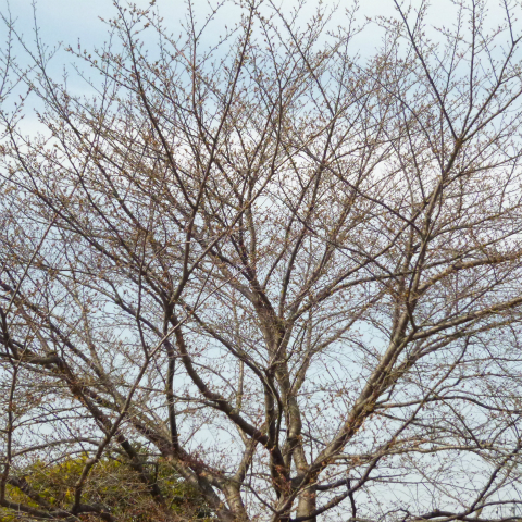 s48020160323西太子堂公園桜 (20)