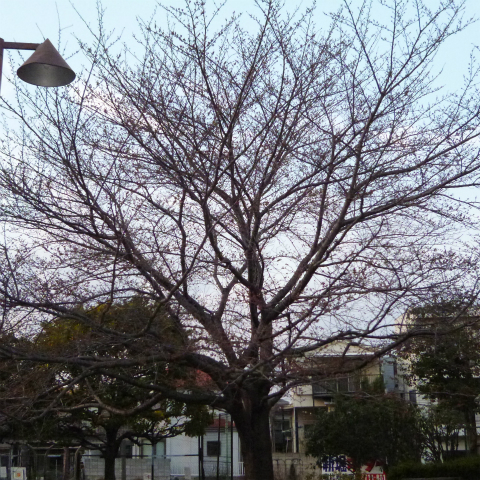 20160324西太子堂公園の桜 (3)