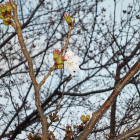20160324西太子堂公園の桜 (9)