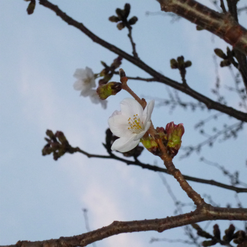 20160324西太子堂公園の桜 (25)