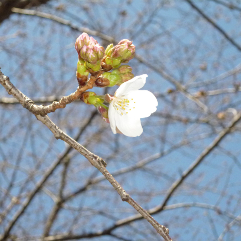 s48020160325西太子堂公園の桜