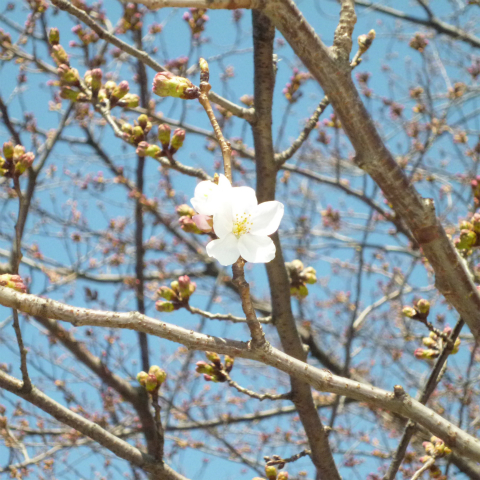 s48020160325西太子堂公園の桜 (12)